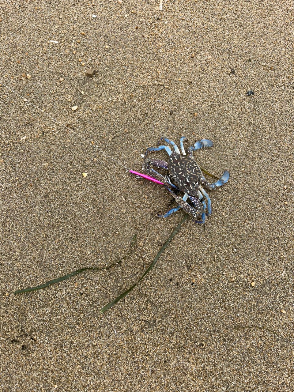 タイワンガザミ