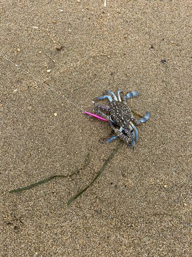 タイワンガザミの釣果