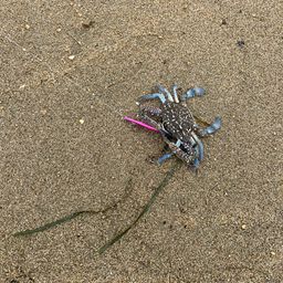 タイワンガザミ