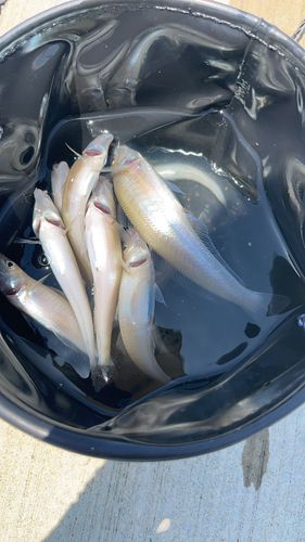 シロギスの釣果