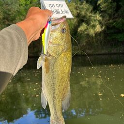 ラージマウスバス