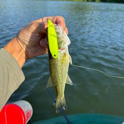 ラージマウスバス