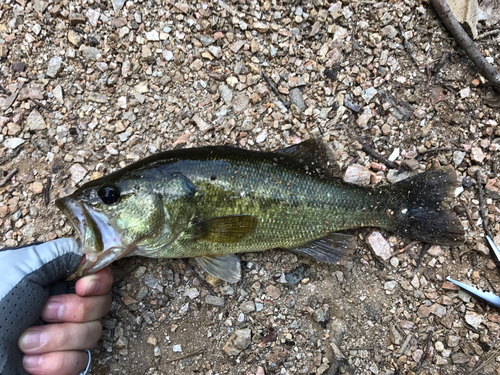 ラージマウスバスの釣果