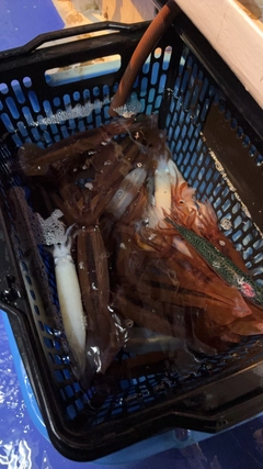 ムギイカの釣果