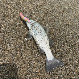 セイゴ（マルスズキ）