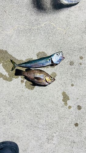 マサバの釣果