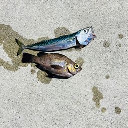 マサバ