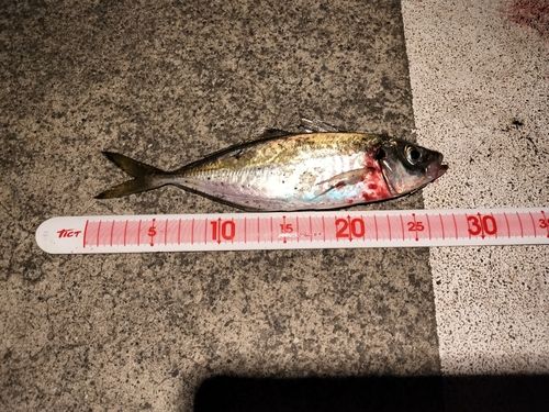 アジ
