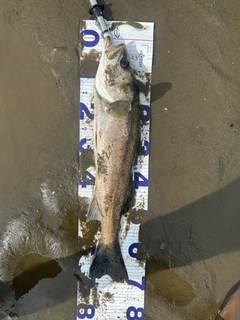 スズキの釣果