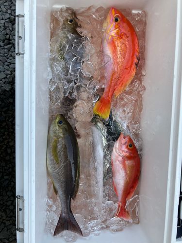 イサキの釣果