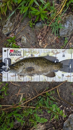 スモールマウスバスの釣果
