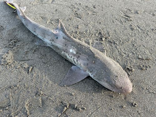 サメの釣果