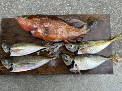 アコウの釣果