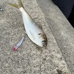 コノシロ