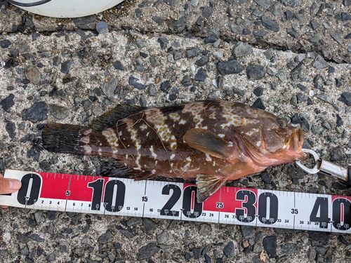 キジハタの釣果