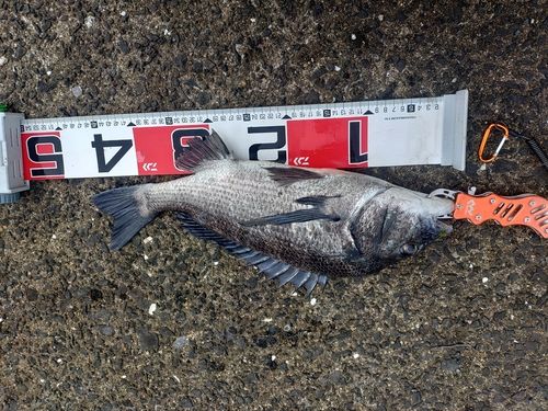 チヌの釣果