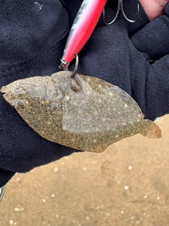 カレイの釣果