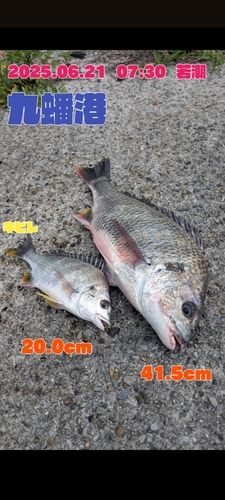 チヌの釣果