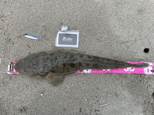 マゴチの釣果