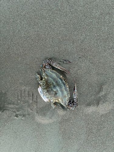 カニの釣果