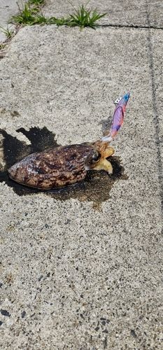 シリヤケイカの釣果
