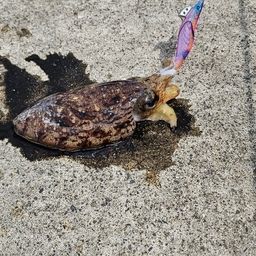 シリヤケイカ