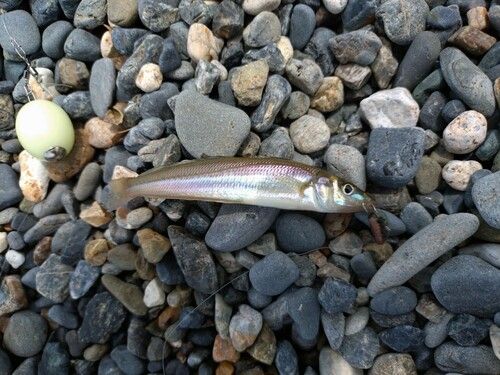キスの釣果