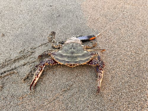 ワタリガニの釣果