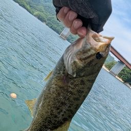 スモールマウスバス