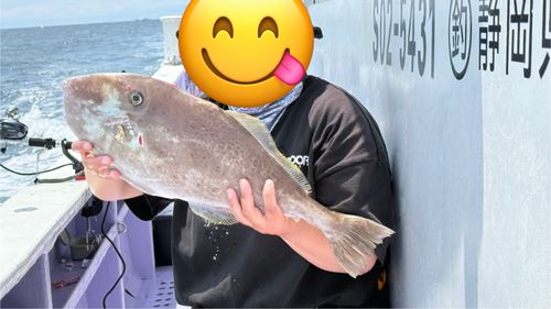 ウスバハギの釣果