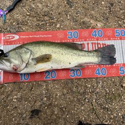 ラージマウスバス