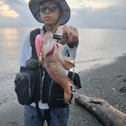 オオモンハタ