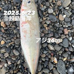 アジ