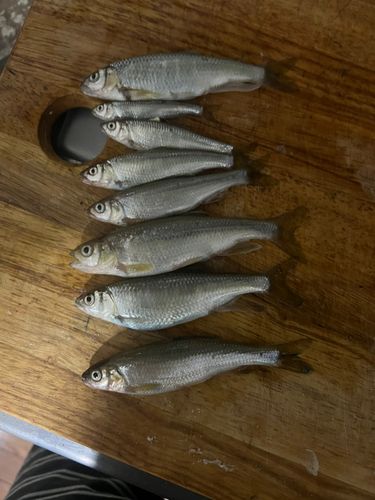 オイカワの釣果
