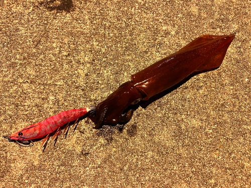 ケンサキイカの釣果