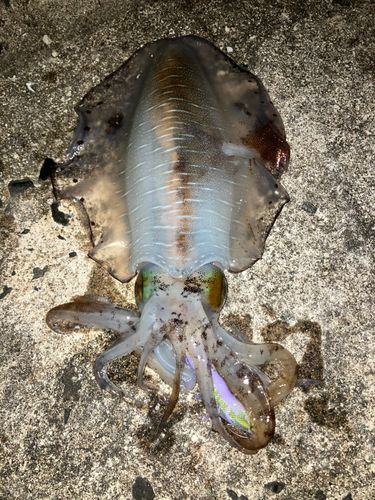 アオリイカの釣果