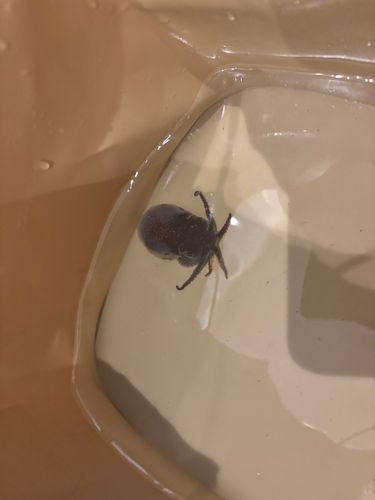 ミミイカの釣果