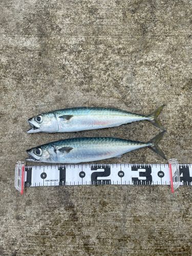サバの釣果