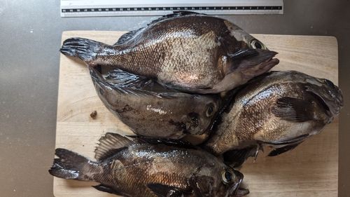 メバルの釣果