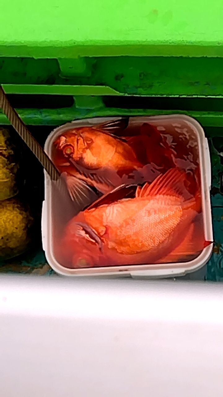 せどおと丸さんの釣果 3枚目の画像