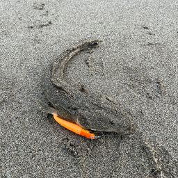 マゴチ