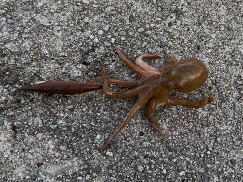 イイダコの釣果