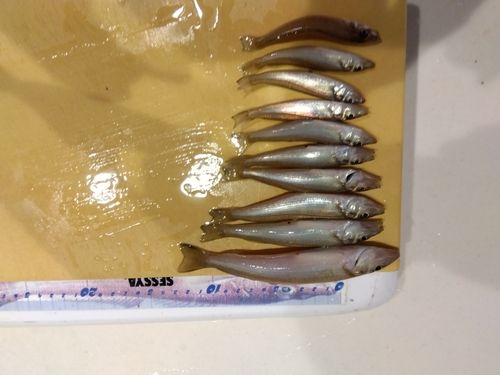 キスの釣果