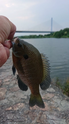 ブルーギルの釣果