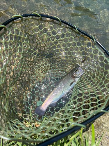トラウトの釣果
