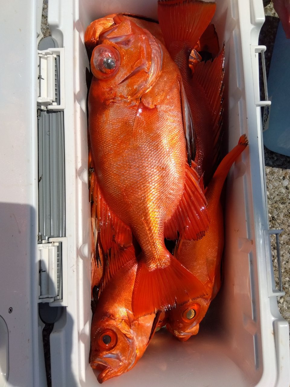 チカメキントキ