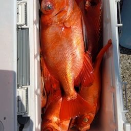 チカメキントキ