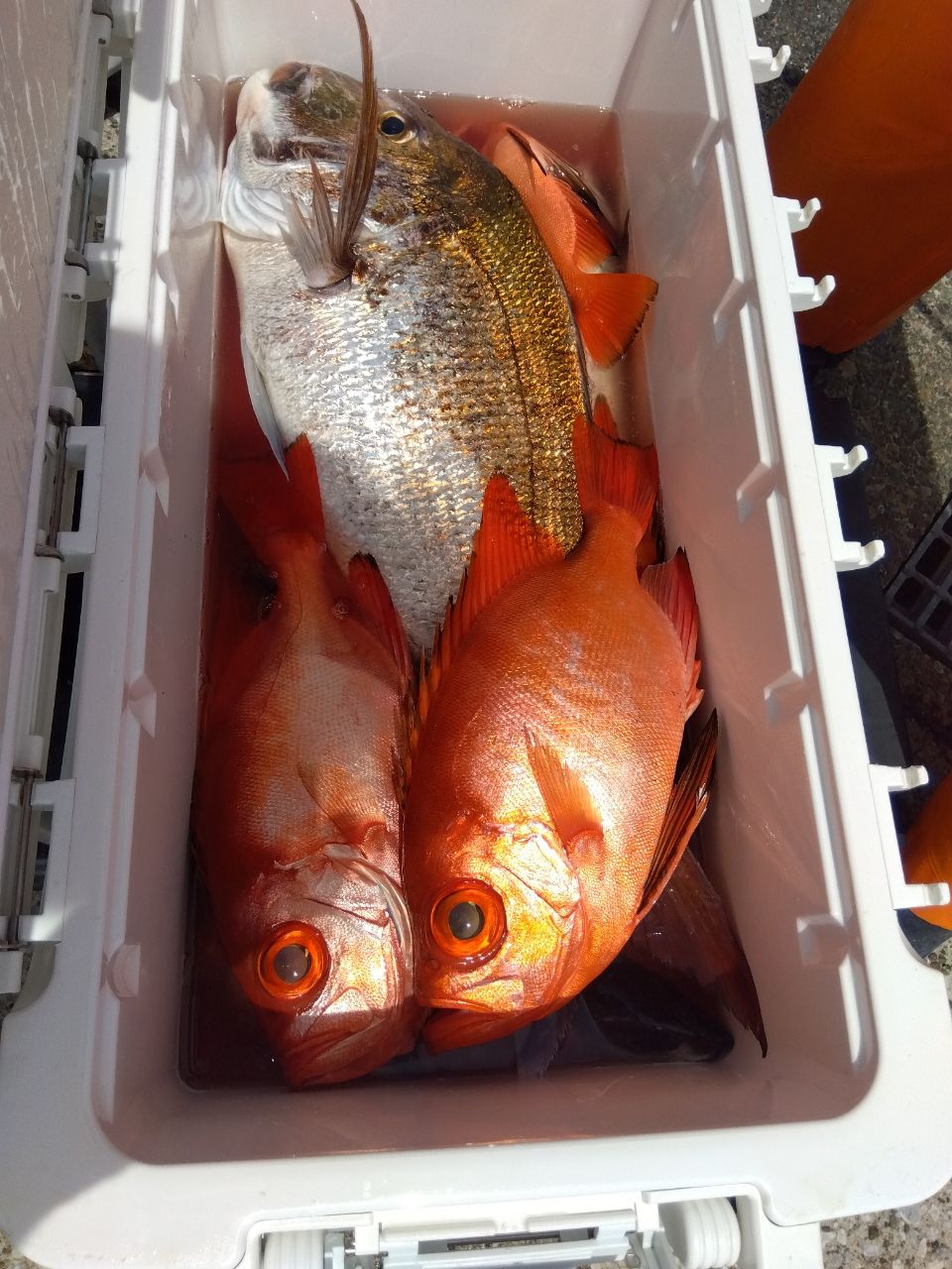 チカメキントキ