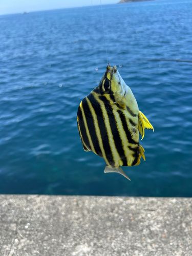 カゴカキダイの釣果