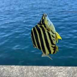 カゴカキダイ